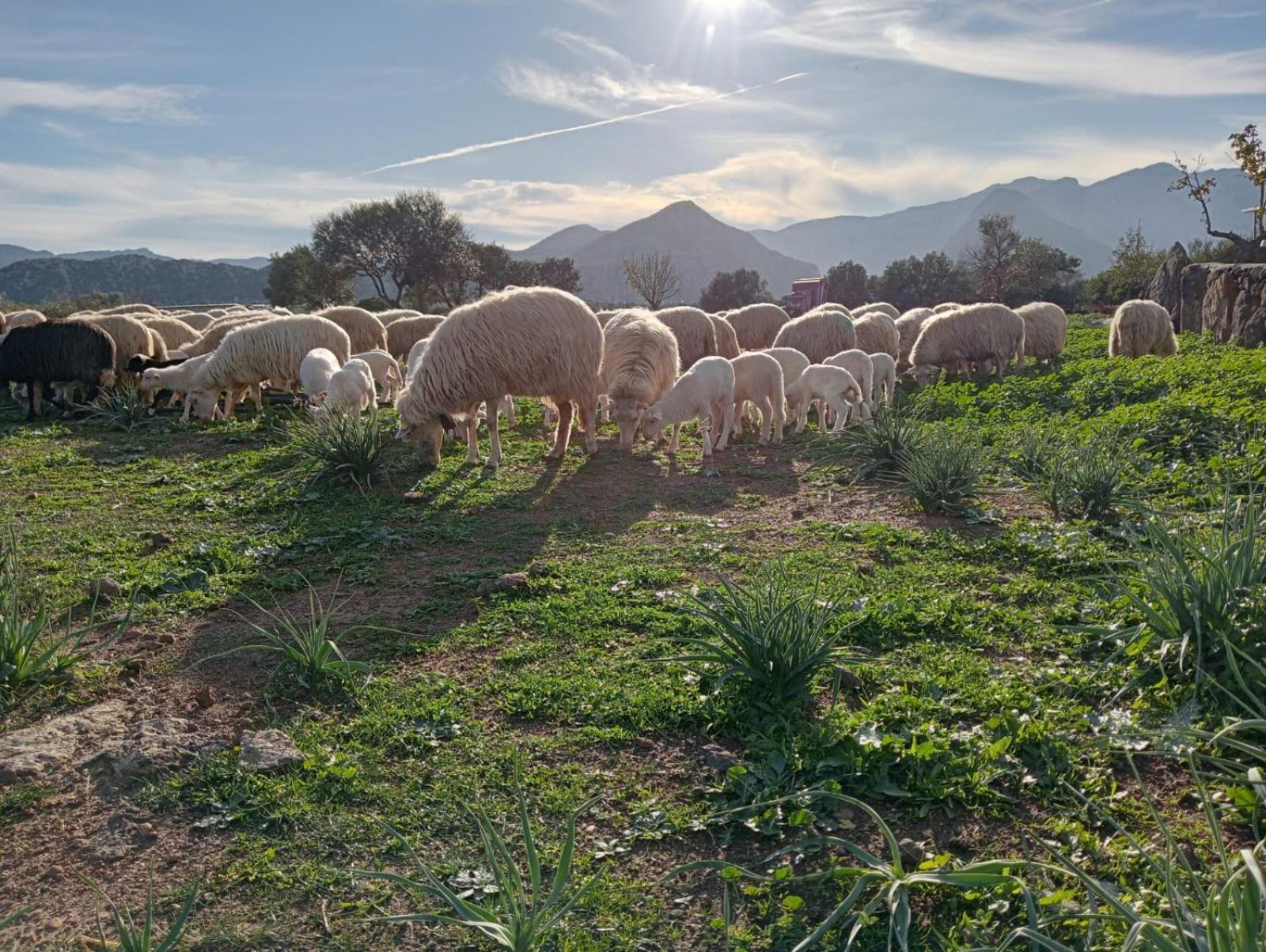 Agriturismo Sa Murta Dorgali Zewnętrze zdjęcie