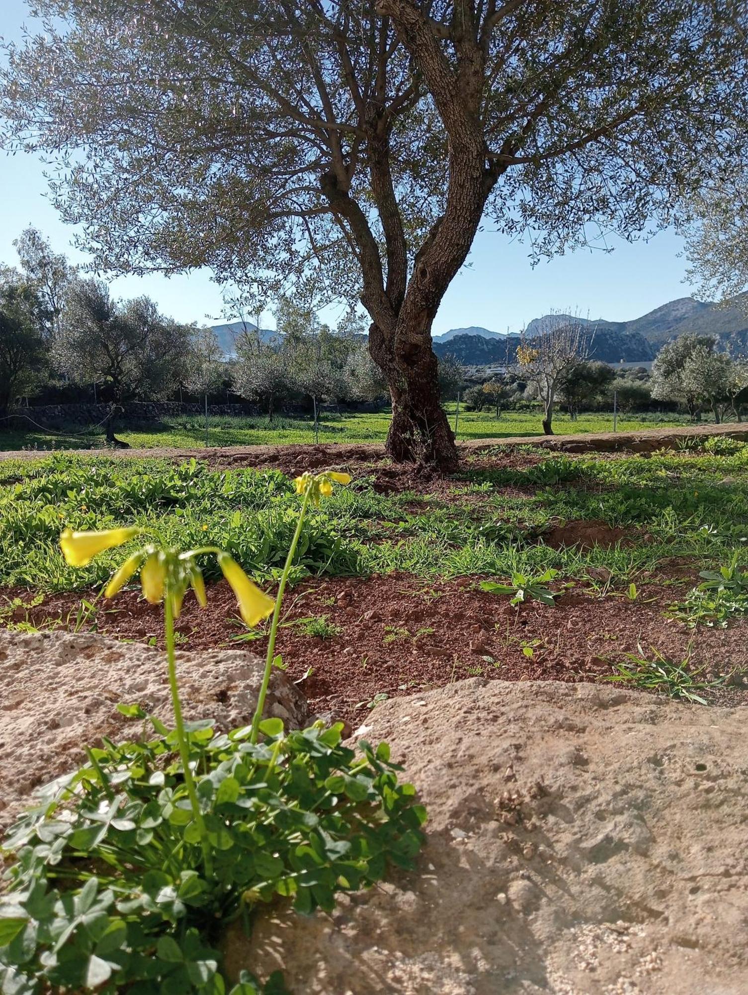 Agriturismo Sa Murta Dorgali Zewnętrze zdjęcie